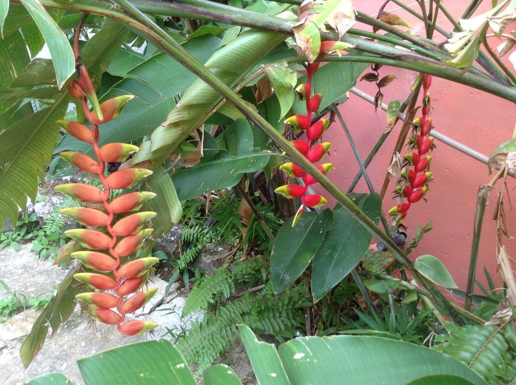 Bed and Breakfast Red Arara Салвадор Екстер'єр фото